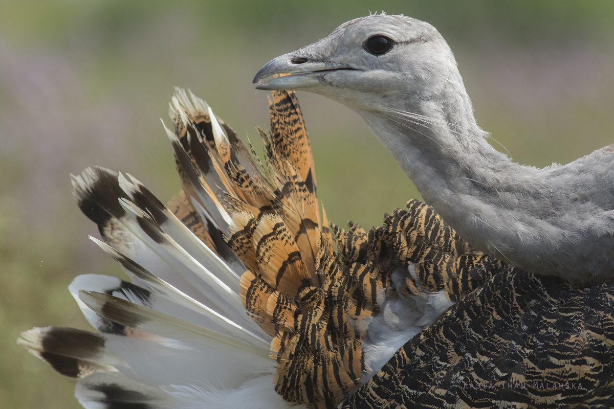 Otis, tarda, Great, bustard, Hungary