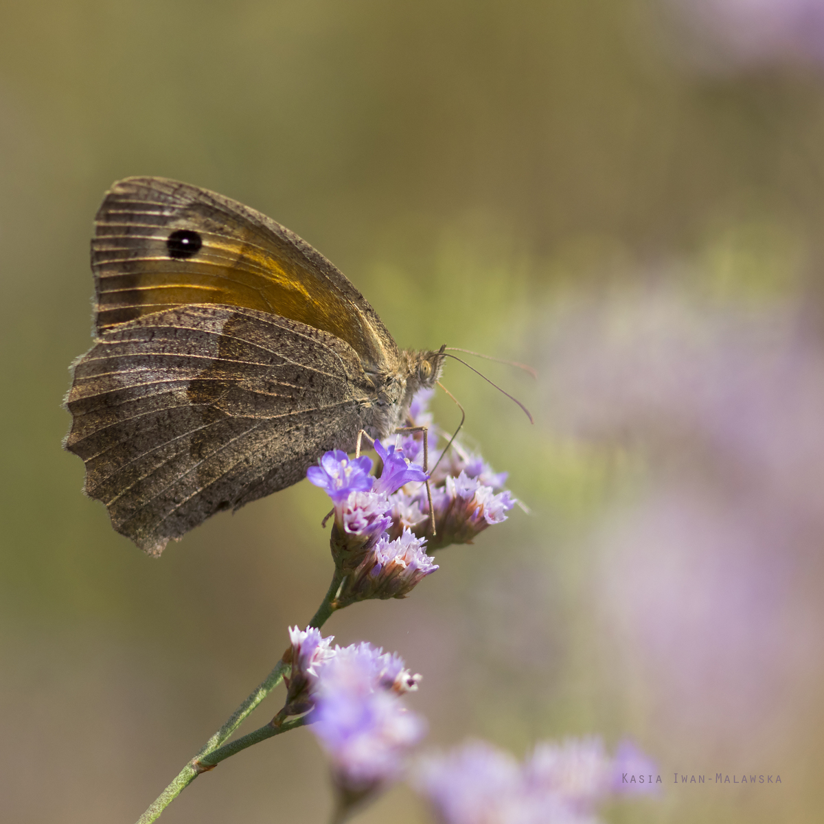 Maniola, jurtina, Meadow, Brown, butterfly, Hungary, lepidoptera