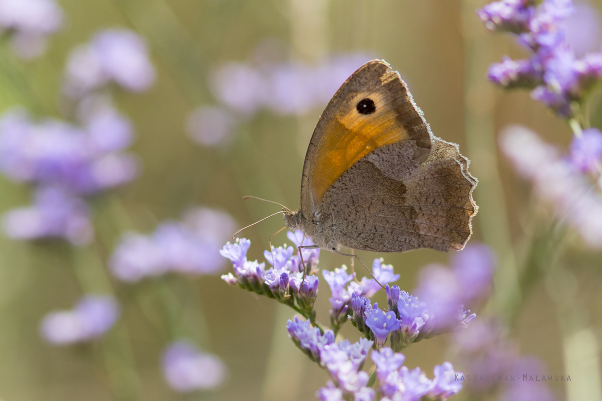 Maniola, jurtina, Meadow, Brown, butterfly, Hungary, lepidoptera