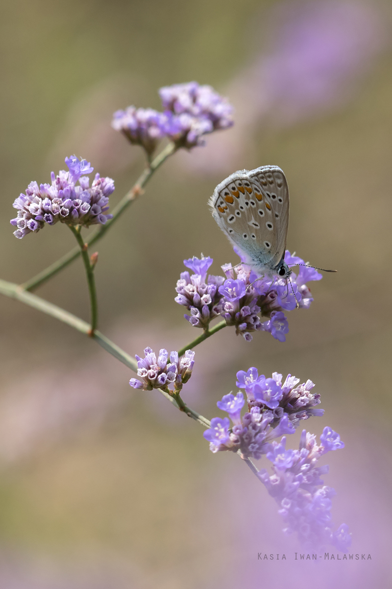 Modraszek, Polyommatus, icarus, motyl, Mnogooczek, ikar, Wgry, motyle, owady