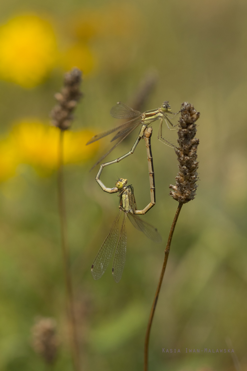 ---, [indeterminate, species], Hungary