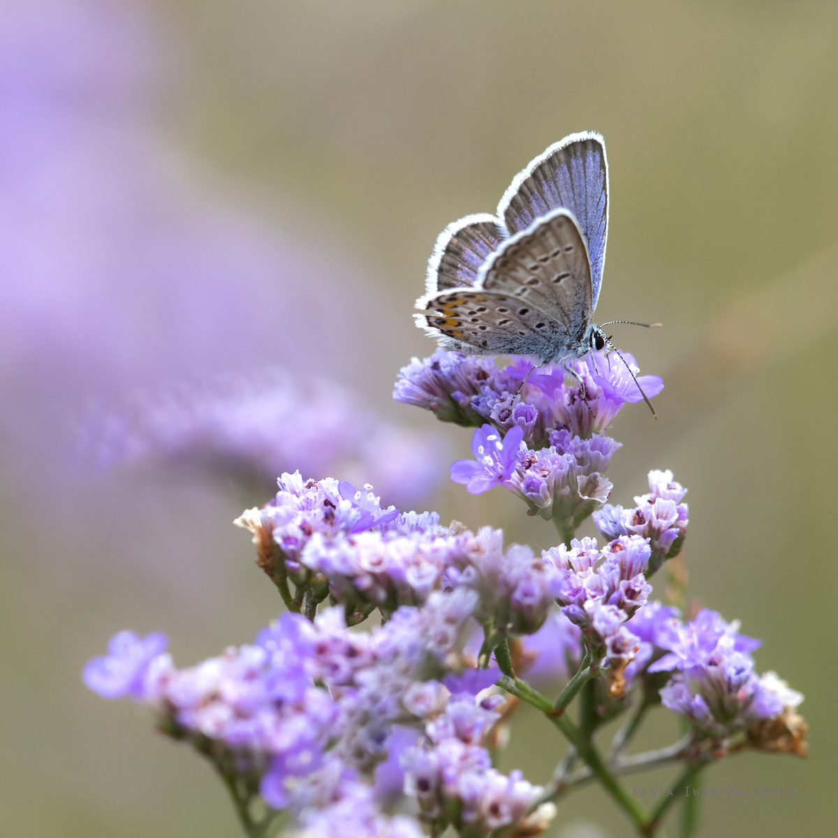 Modraszek, Plebejus, argus, motyl, Wgry, motyle, owady