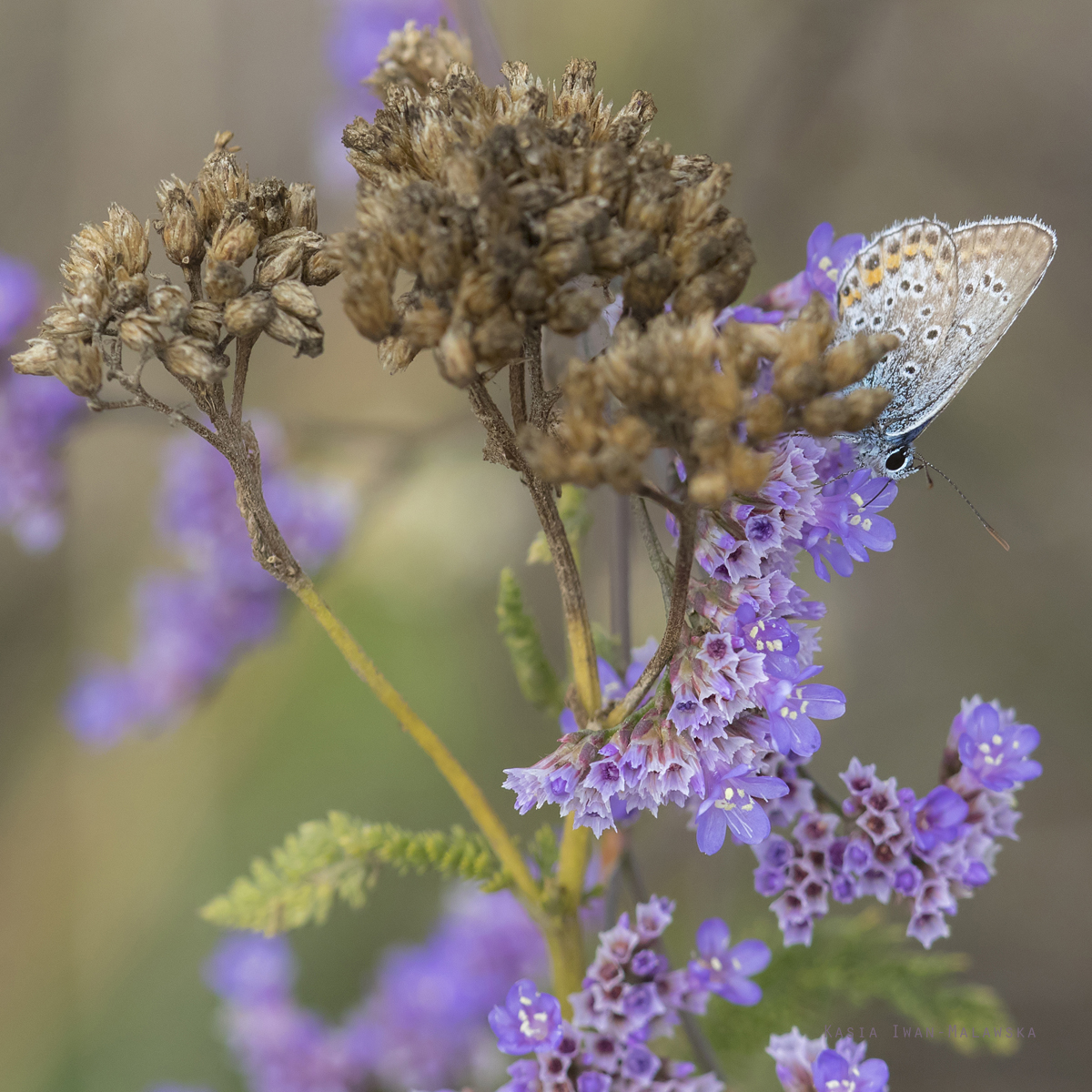 Modraszek, Plebejus, argus, motyl, Wgry, motyle, owady