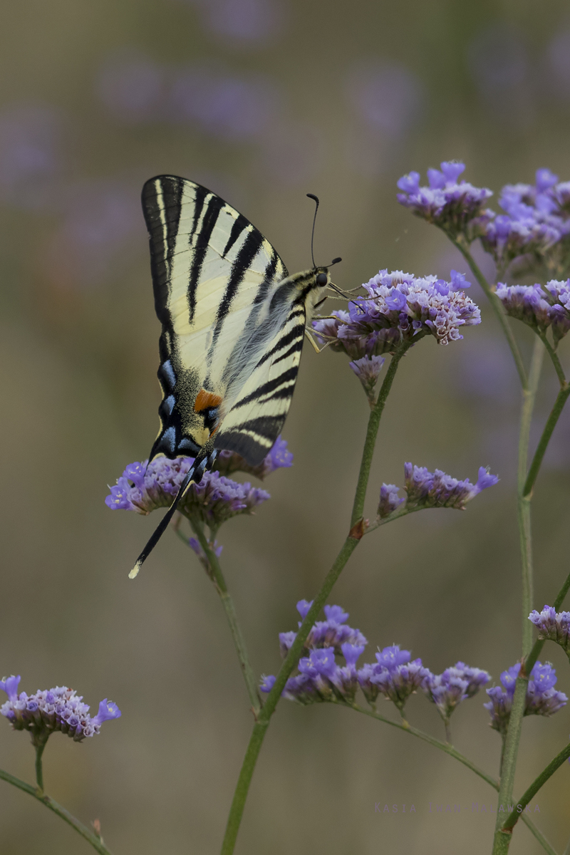 Pa, eglarz, Iphiclides, podalirius, Wgry, motyle, owady