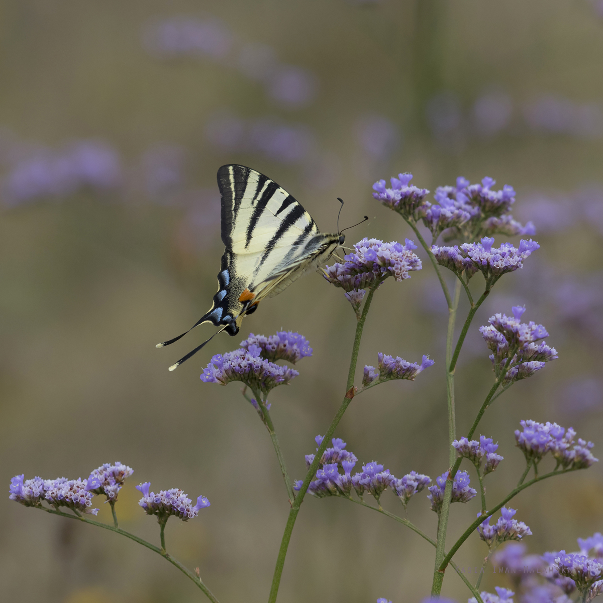 Pa, eglarz, Iphiclides, podalirius, Wgry, motyle, owady