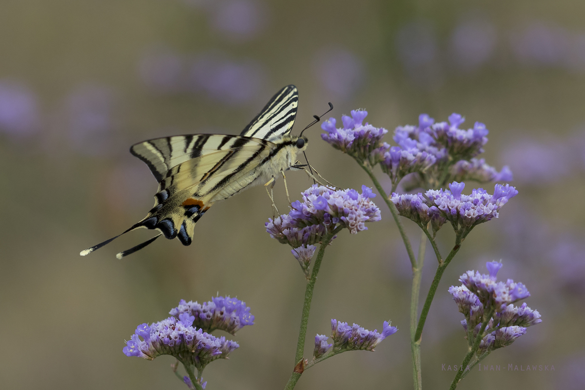 Iphiclides, podalirius, Scarce, swallowtail, Hungary, lepidoptera