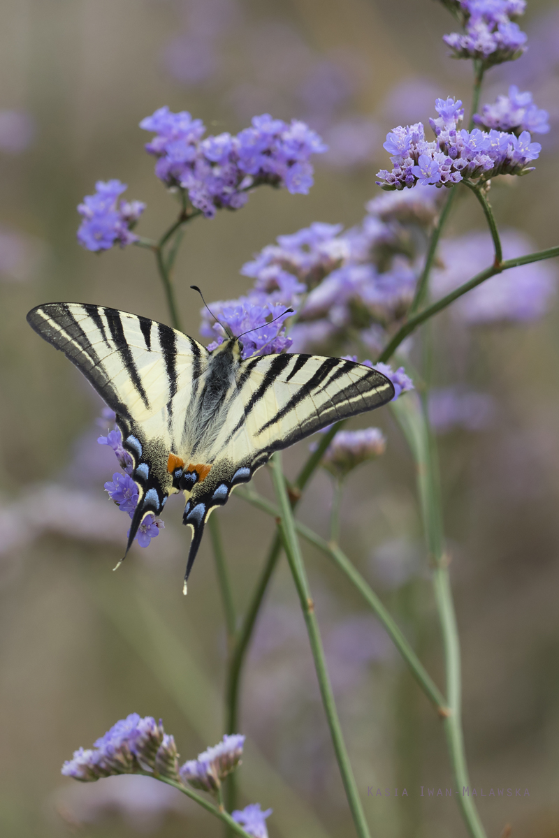 Pa, eglarz, Iphiclides, podalirius, Wgry, motyle, owady