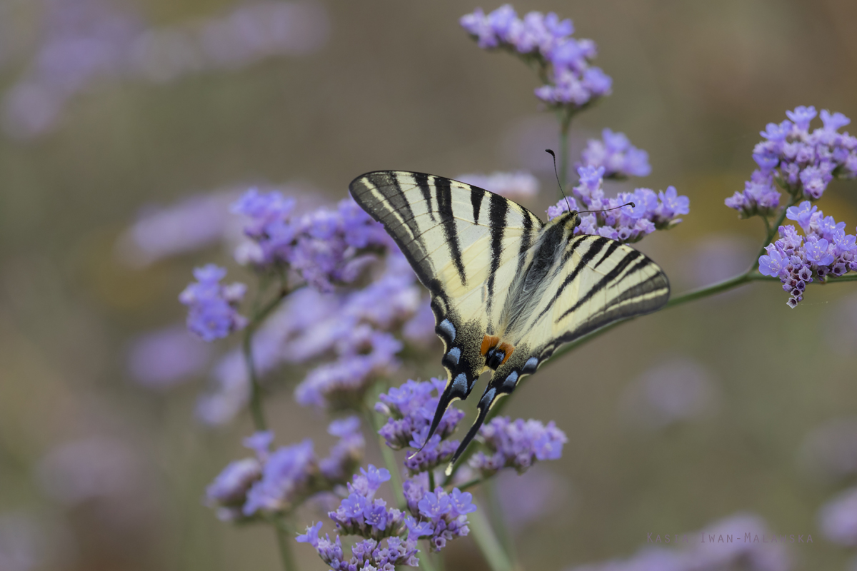 Pa, eglarz, Iphiclides, podalirius, Wgry, motyle, owady