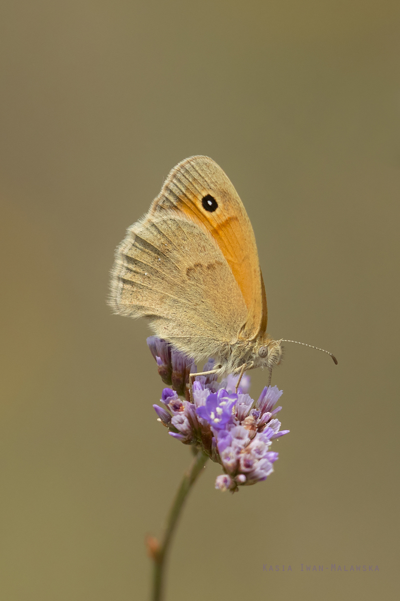 Coenonympha, pamphilus, Small, Heath, butterfly, Hungary, lepidoptera