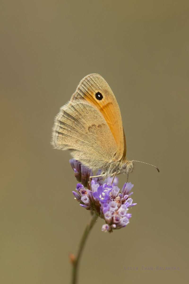 Strzepotek, ruczajnik, Coenonympha, pamphilus, motyl, Wgry, motyle, owady