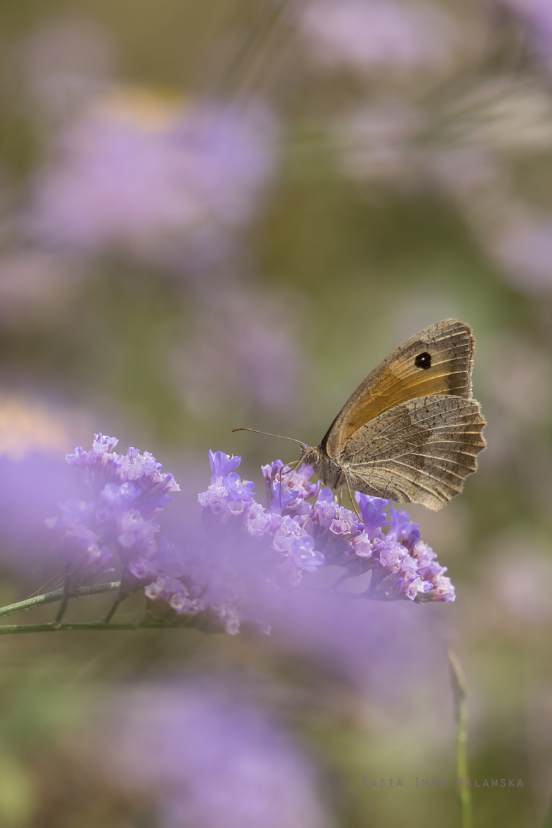 Maniola, jurtina, Meadow, Brown, butterfly, Hungary, lepidoptera