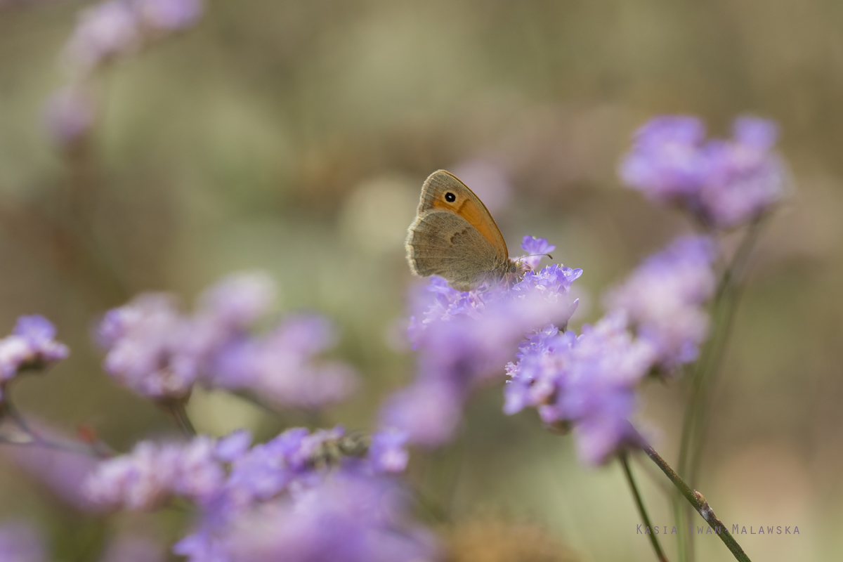 Strzepotek, ruczajnik, Coenonympha, pamphilus, motyl, Wgry, motyle, owady