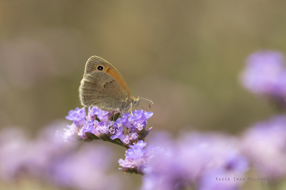 Strzepotek, ruczajnik, Coenonympha, pamphilus, motyl, Wgry, motyle, owady