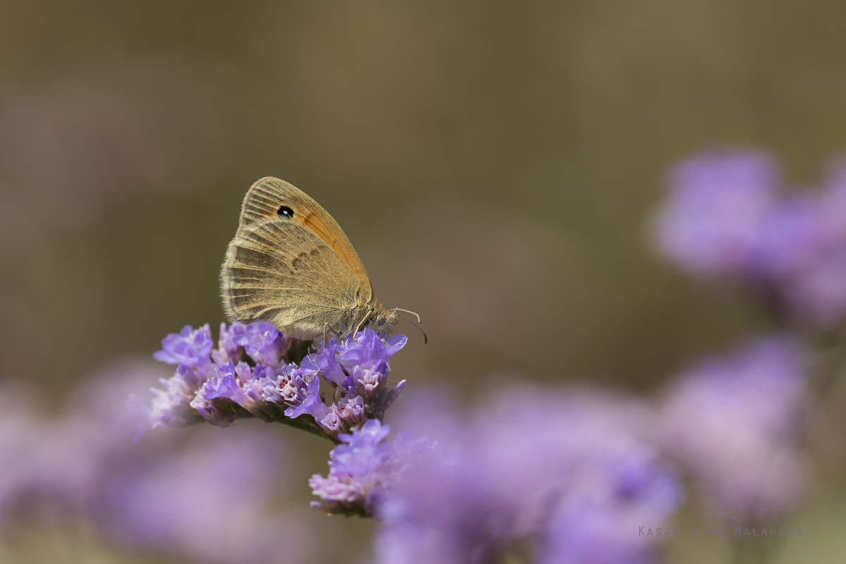 Coenonympha, pamphilus, Small, Heath, butterfly, Hungary, lepidoptera