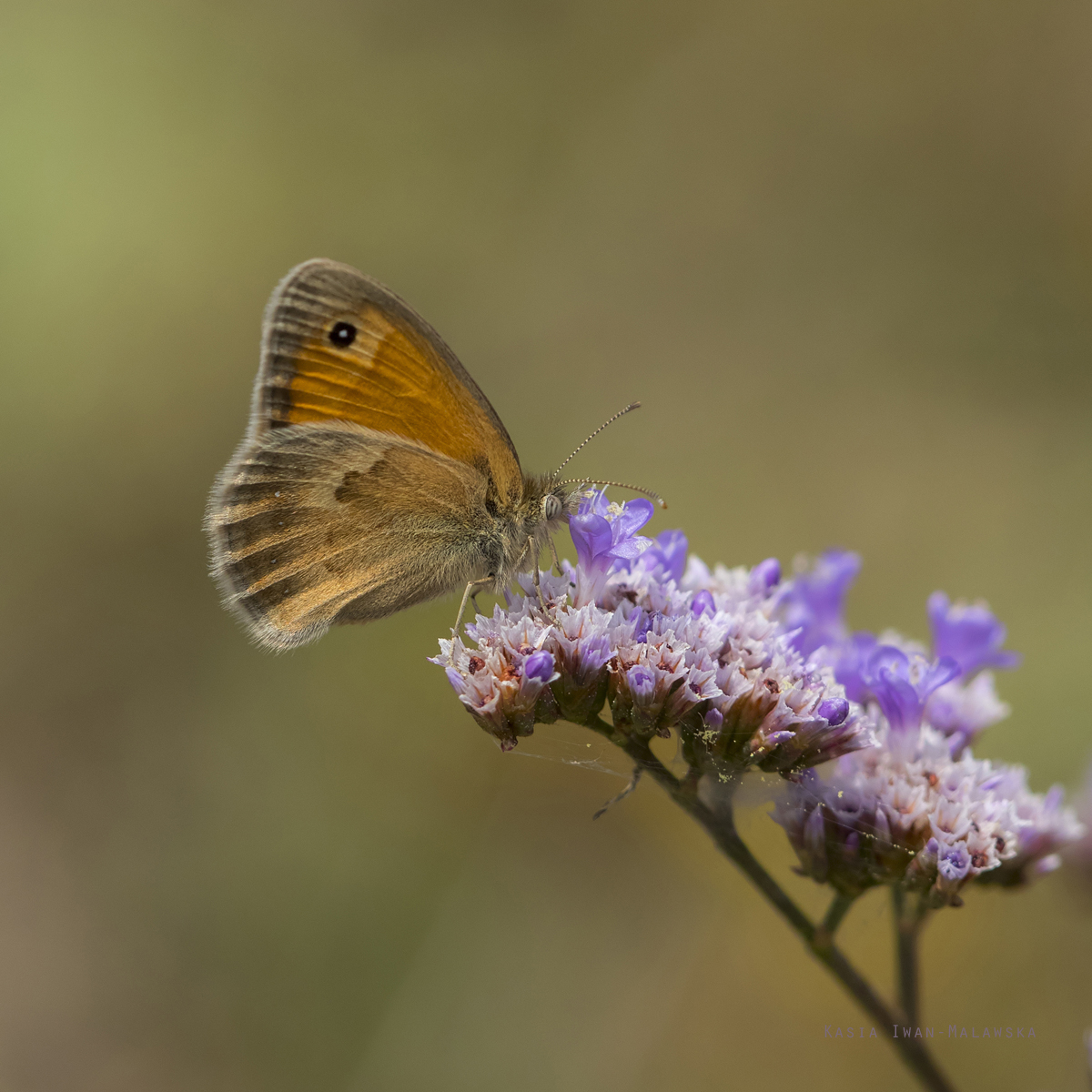 Coenonympha, pamphilus, Small, Heath, butterfly, Hungary, lepidoptera