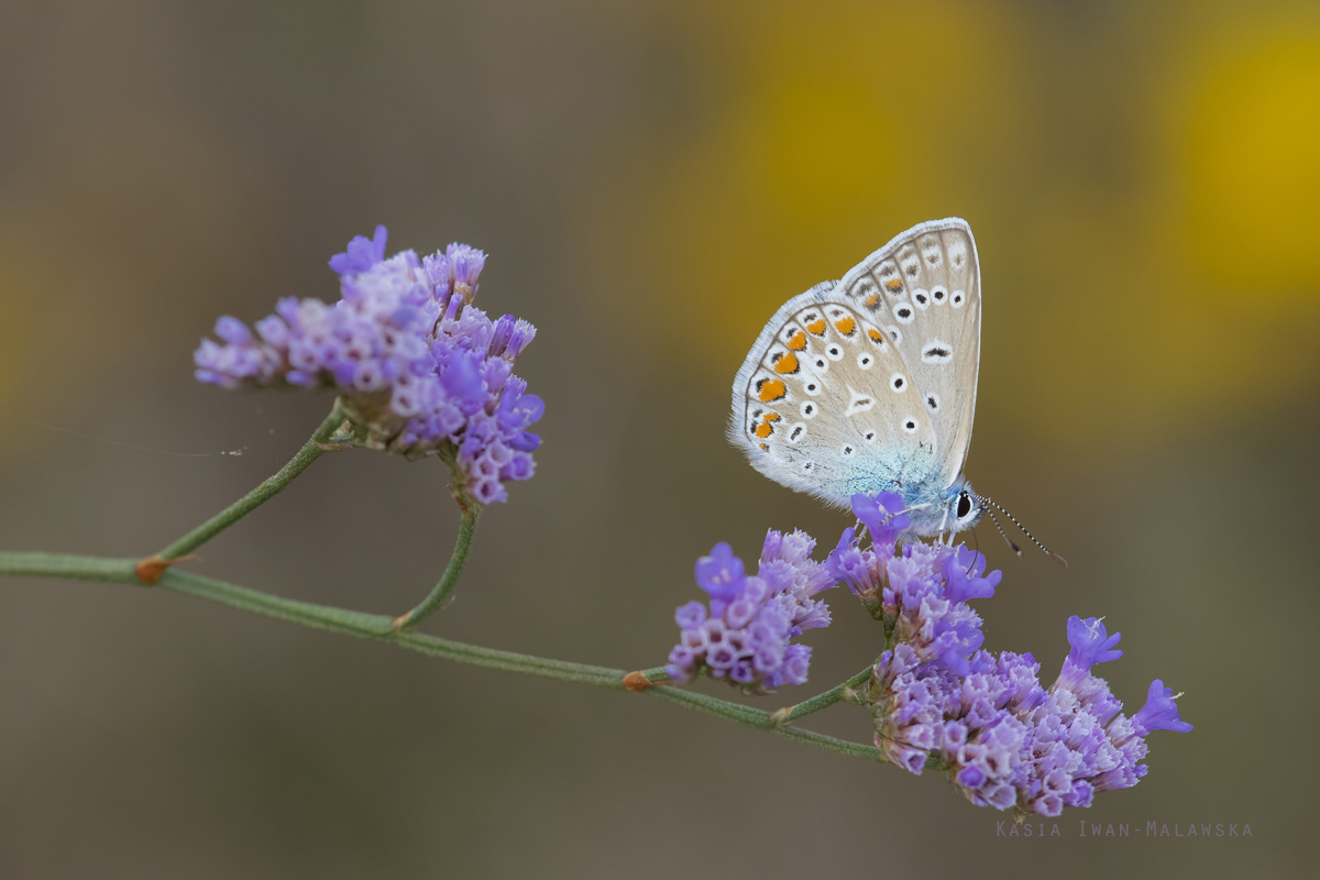 Modraszek, Polyommatus, icarus, motyl, Mnogooczek, ikar, Wgry, motyle, owady