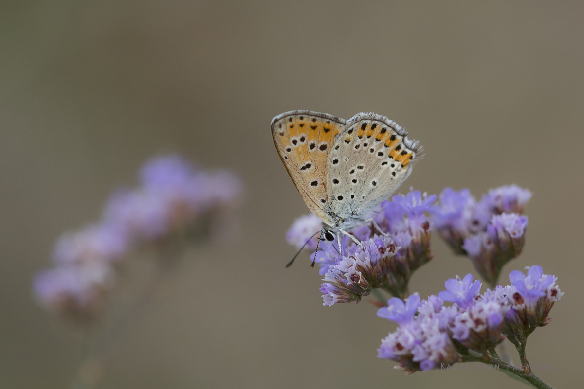 Lycaena, Sooty, Copper, butterfly, Heodes, tityrus, Hungary, lepidoptera