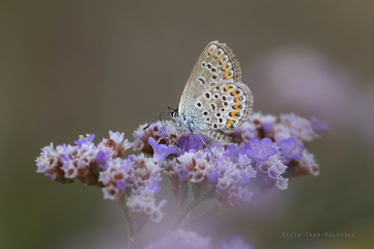 Plebejus, argus, Silver-studded, Blue, Hungary, lepidoptera