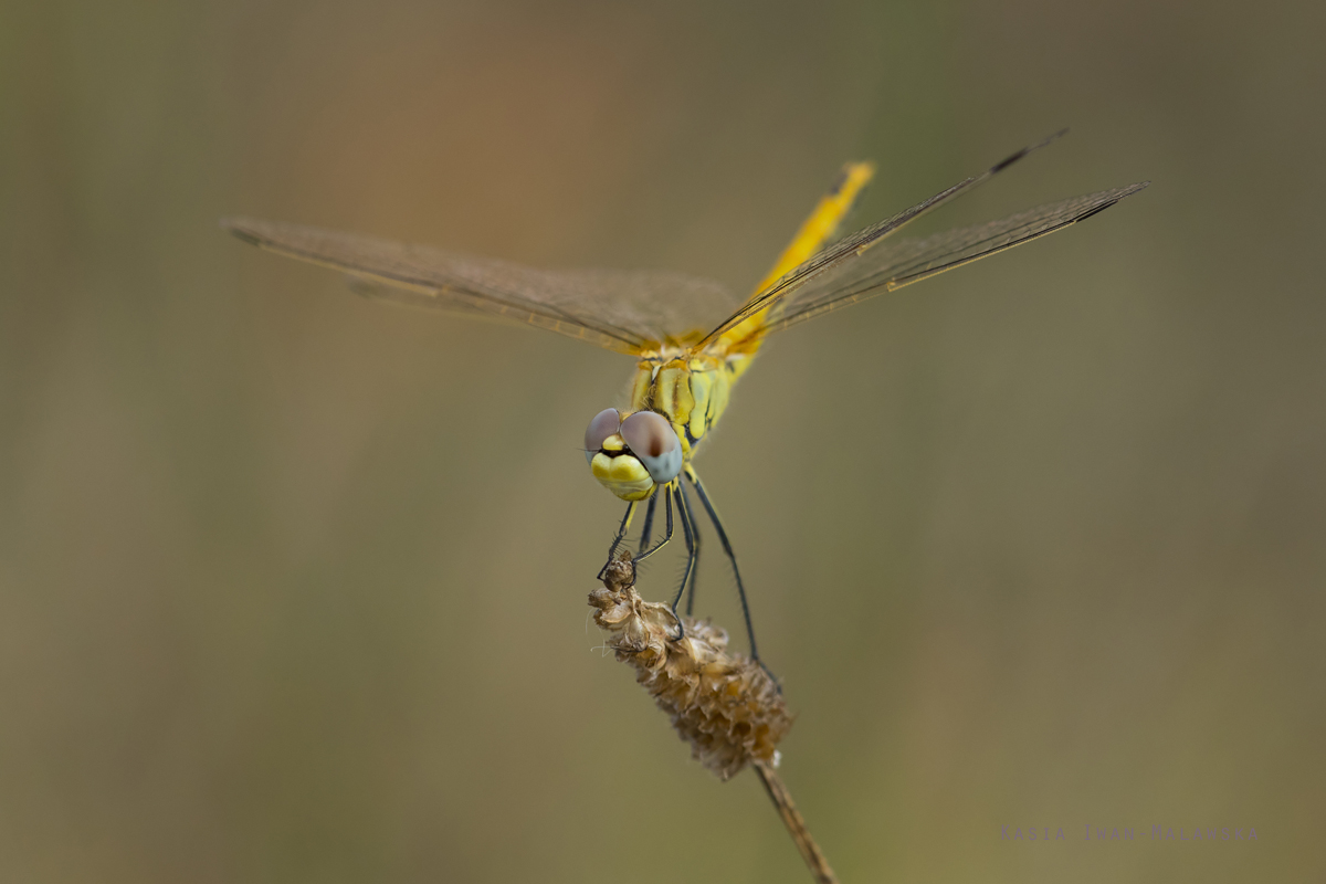 Szablak, wdrowny, Sympetrum, fonscolombii, waka, Wgry, waki, owady