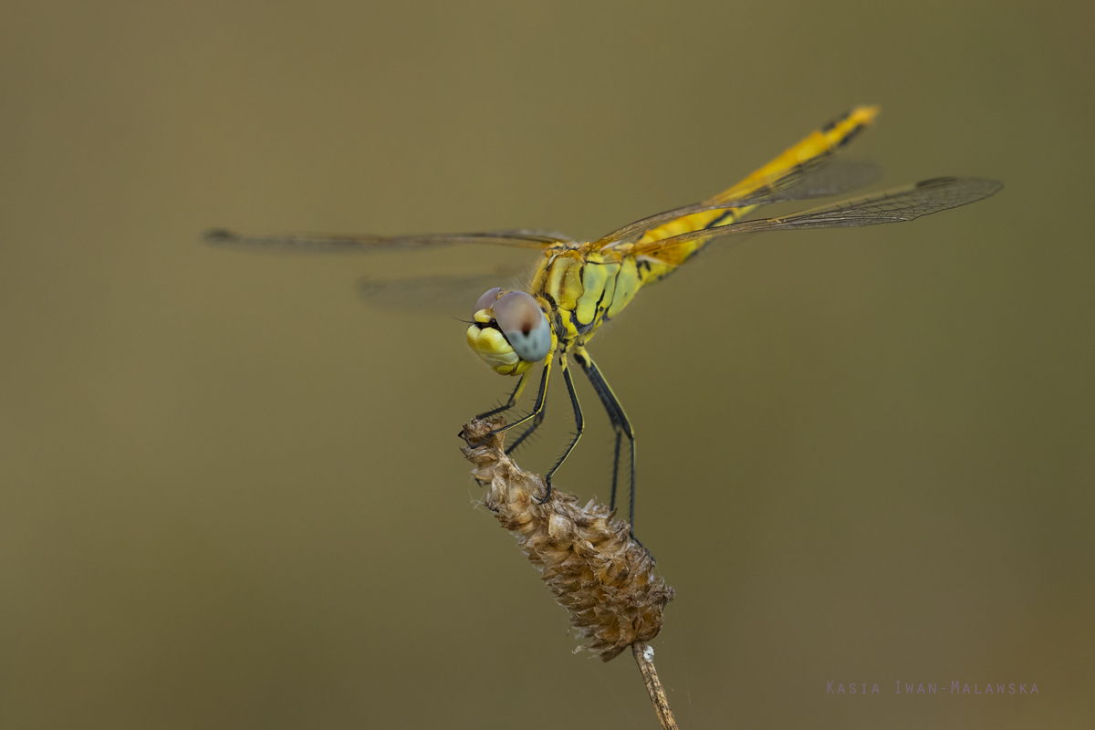 Sympetrum, fonscolombii, Red-veined, darter, Hungary, odonata