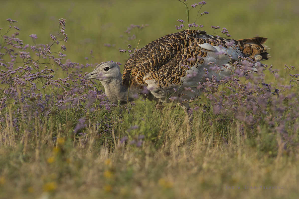 Otis, tarda, Great, bustard, Hungary