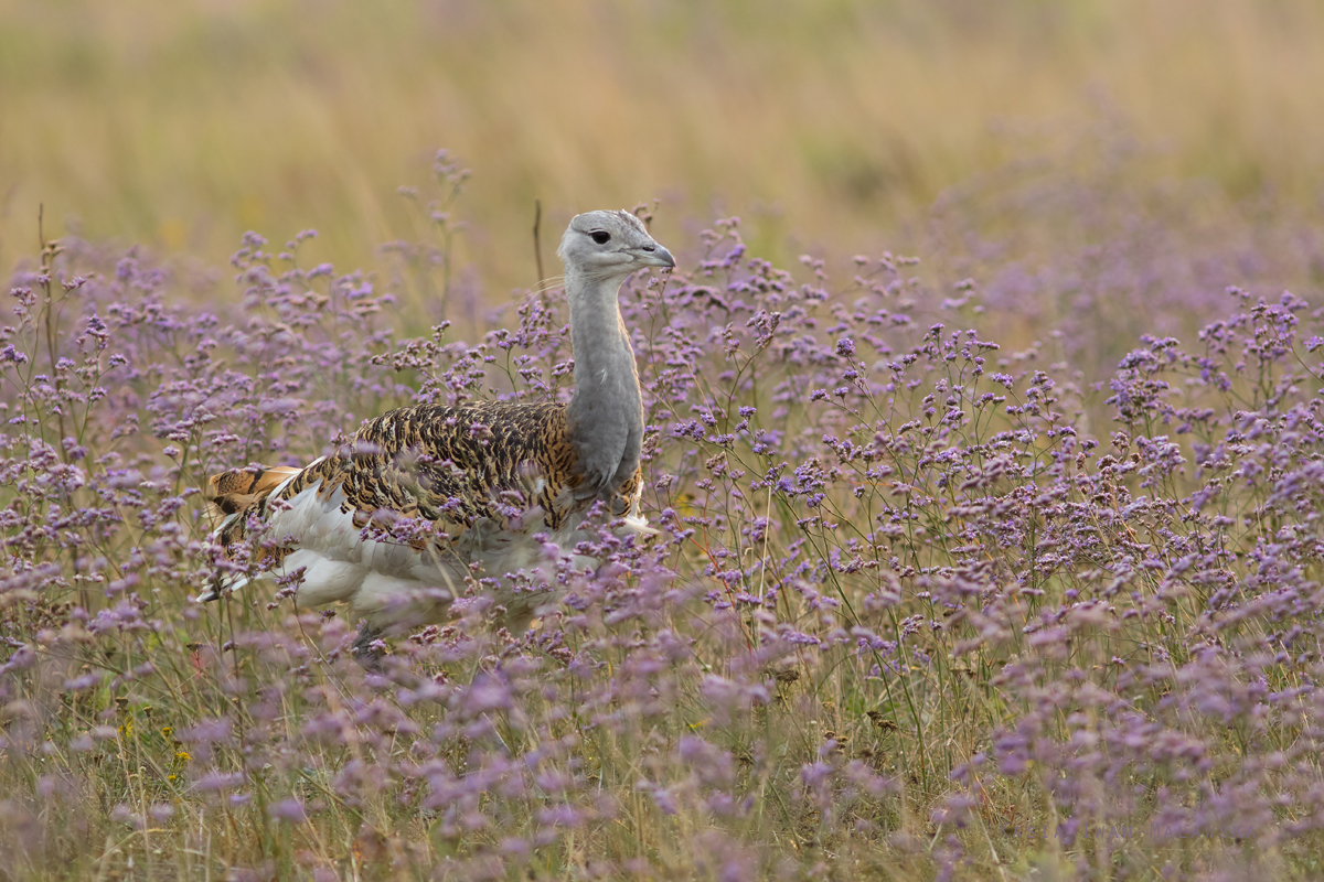 Otis, tarda, Great, bustard, Hungary