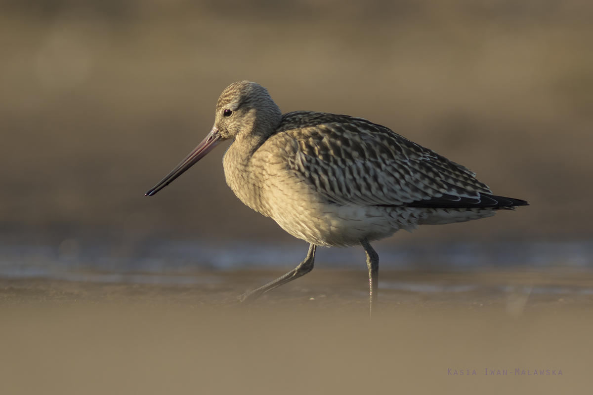 Bar-tailed, Godwit, Limosa, lapponica