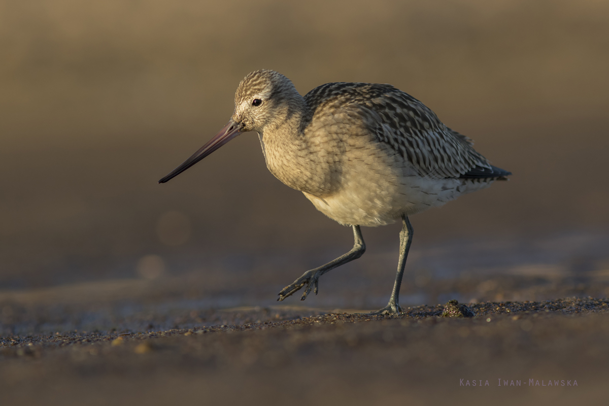 Bar-tailed, Godwit, Limosa, lapponica