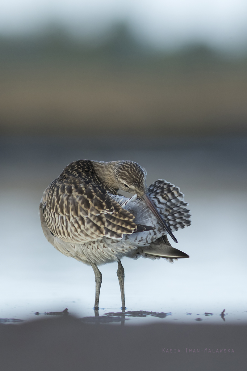 Bar-tailed, Godwit, Limosa, lapponica