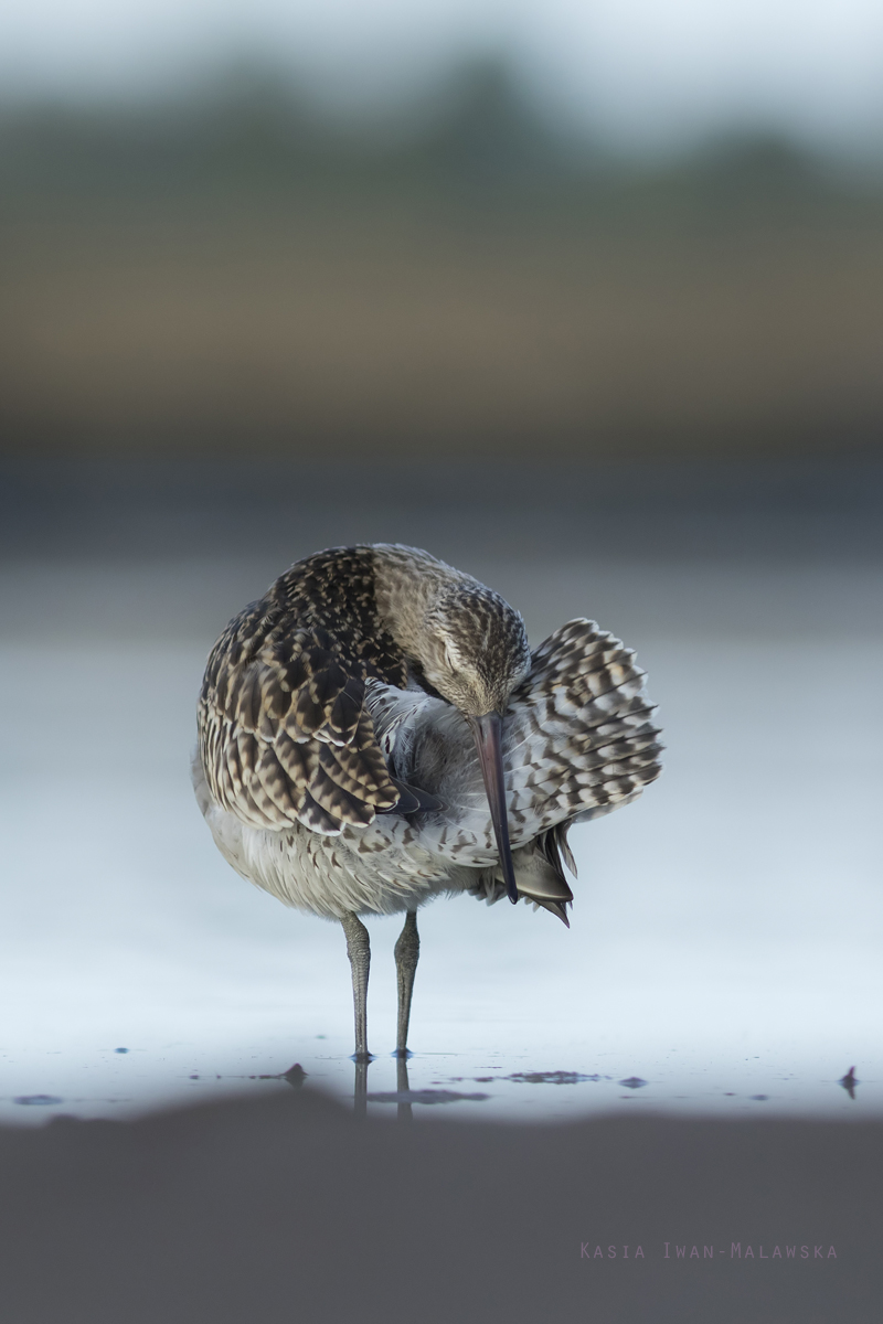 Bar-tailed, Godwit, Limosa, lapponica