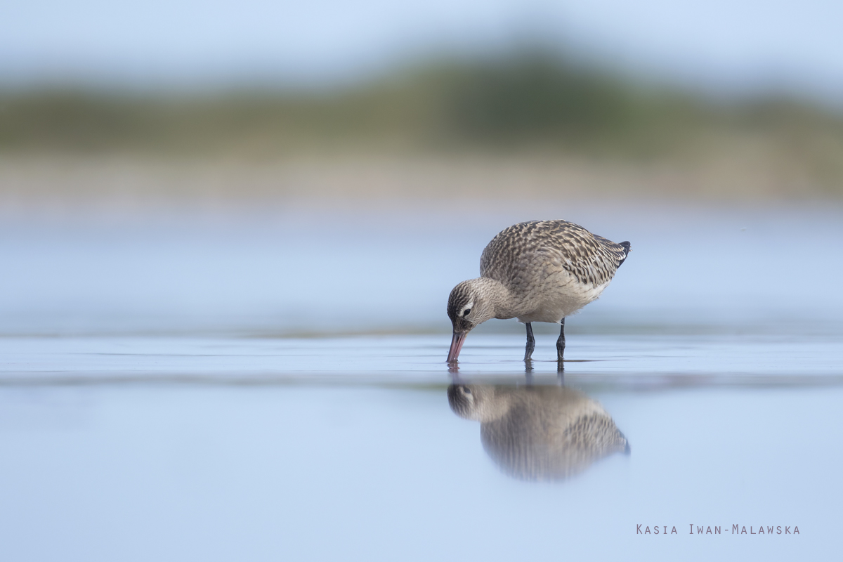 Bar-tailed, Godwit, Limosa, lapponica