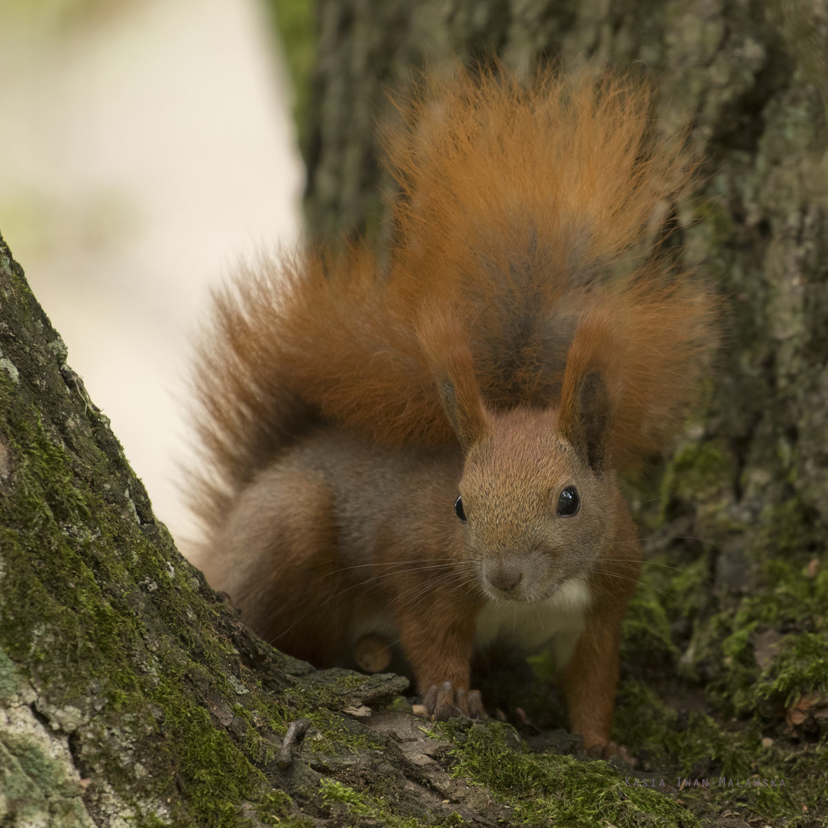 Wiewirka, Sciurus, vulgaris, pospolita, ssaki