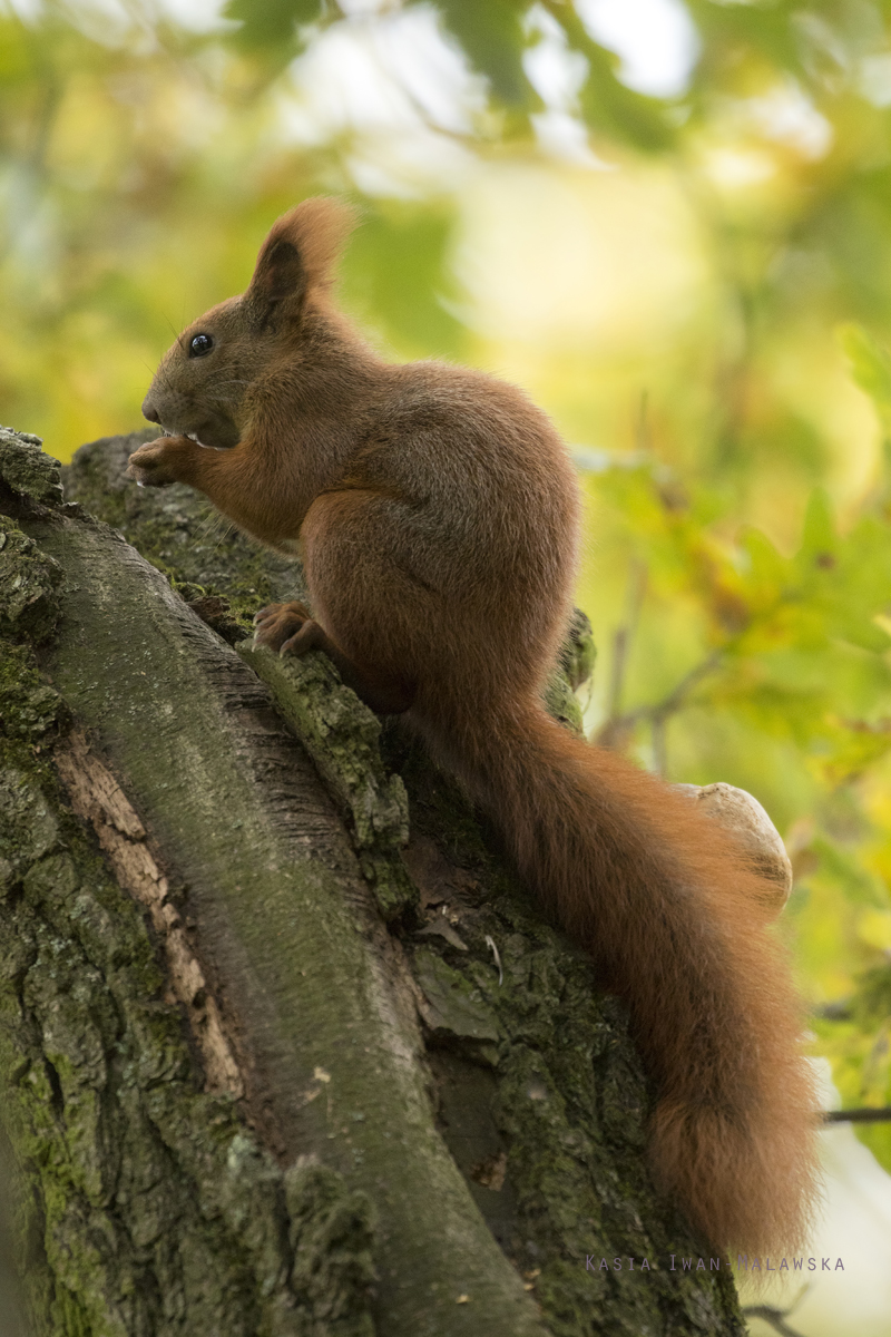 Wiewirka, Sciurus, vulgaris, pospolita, ssaki