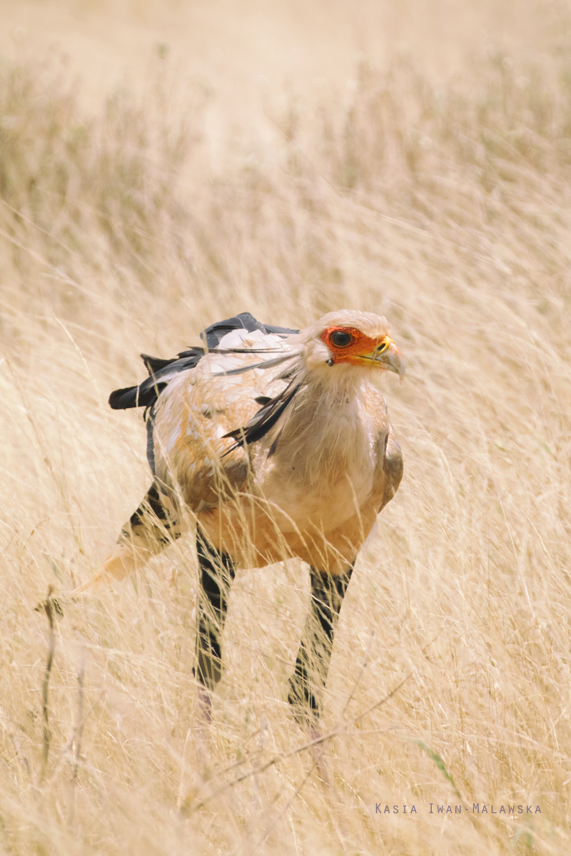 Sagittarius, serpentarius, Secretary, bird, Africa, Kenya