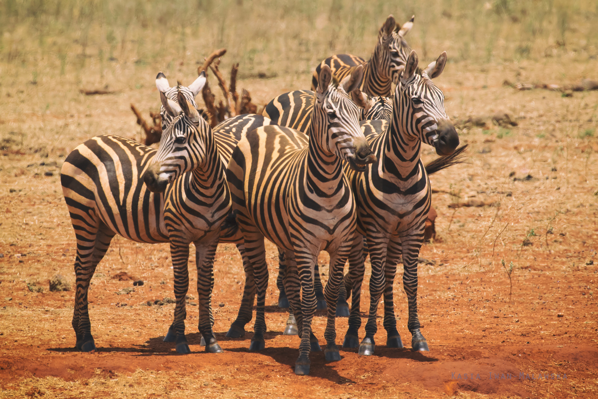 Zebra, stepowa, Equus, quagga, Afryka, Kenia, ssaki