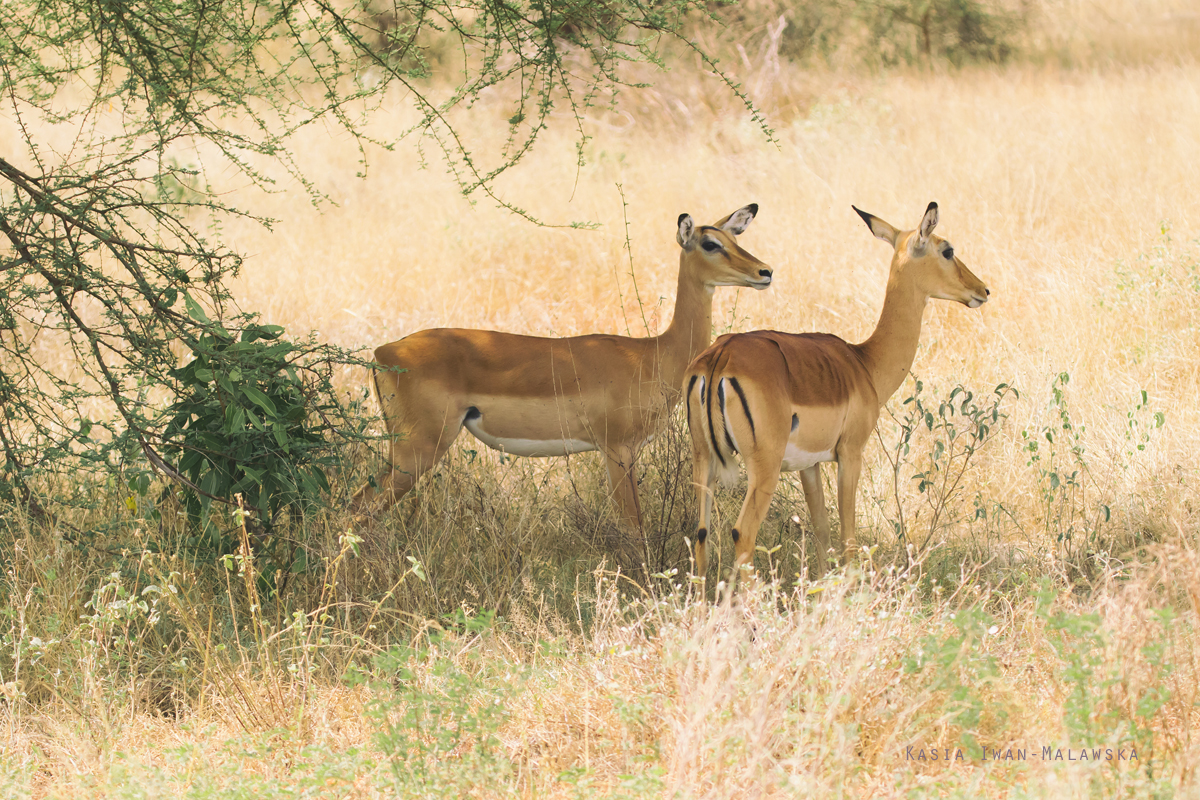 Impala, Aepyceros, melampus, antylopa, Afryka, Kenia, ssaki