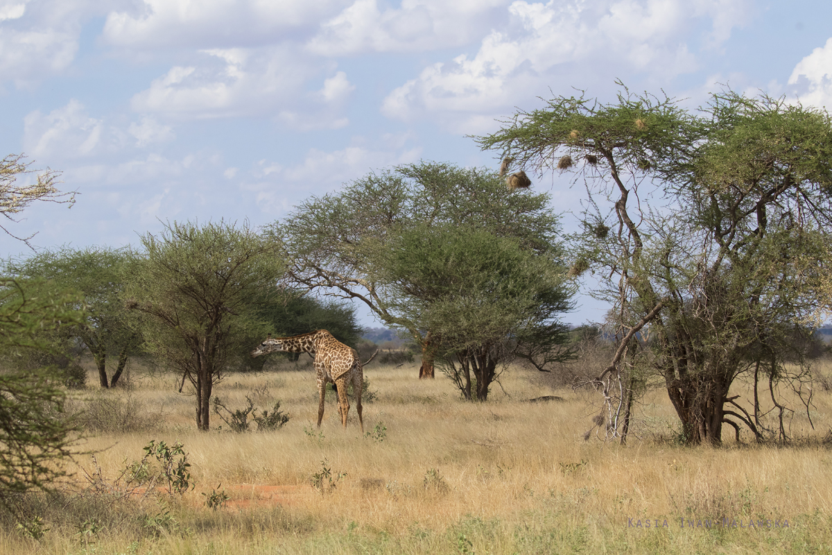 yrafa, Giraffa, camelopardalis, yrafa, Afryka, Kenia, ssaki