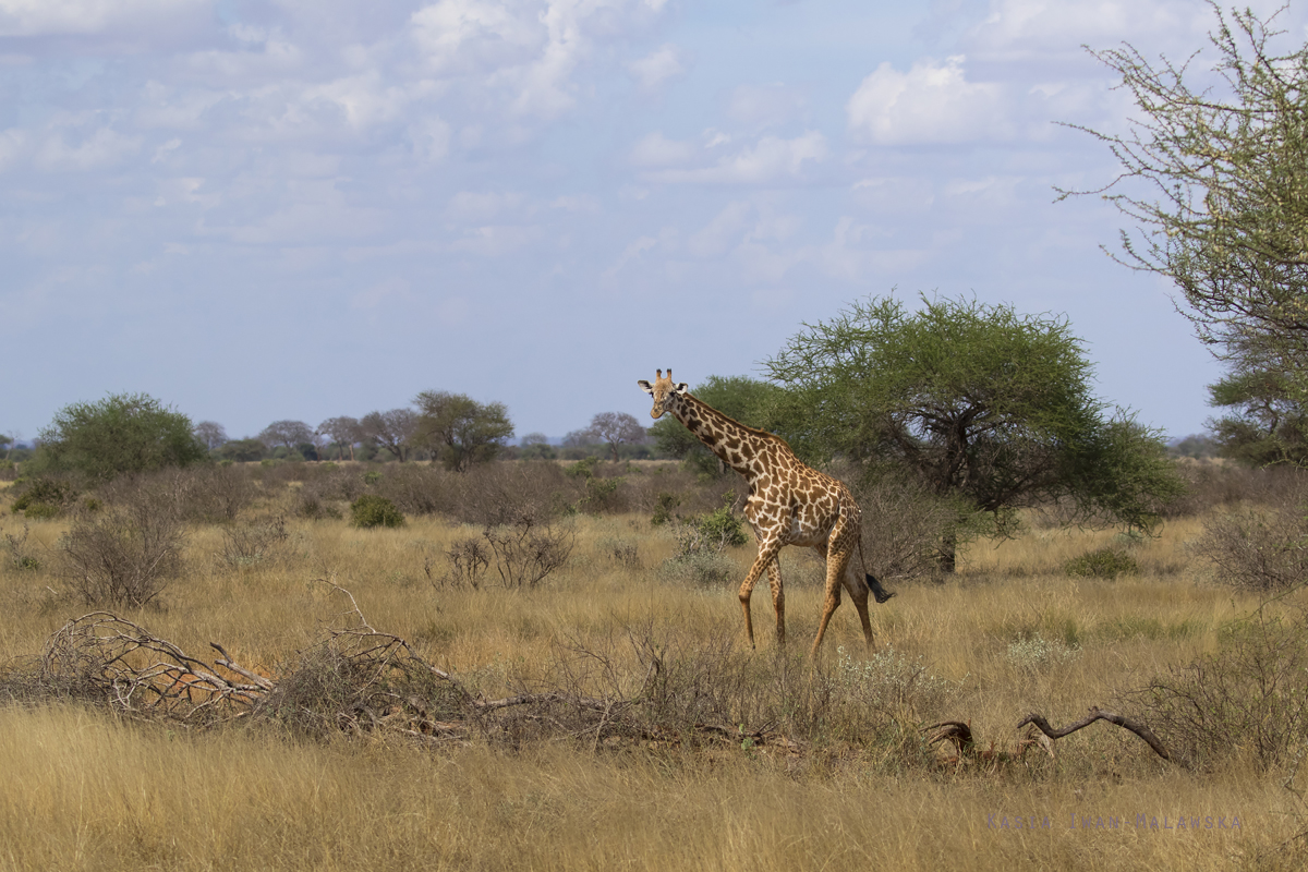 yrafa, Giraffa, camelopardalis, yrafa, Afryka, Kenia, ssaki