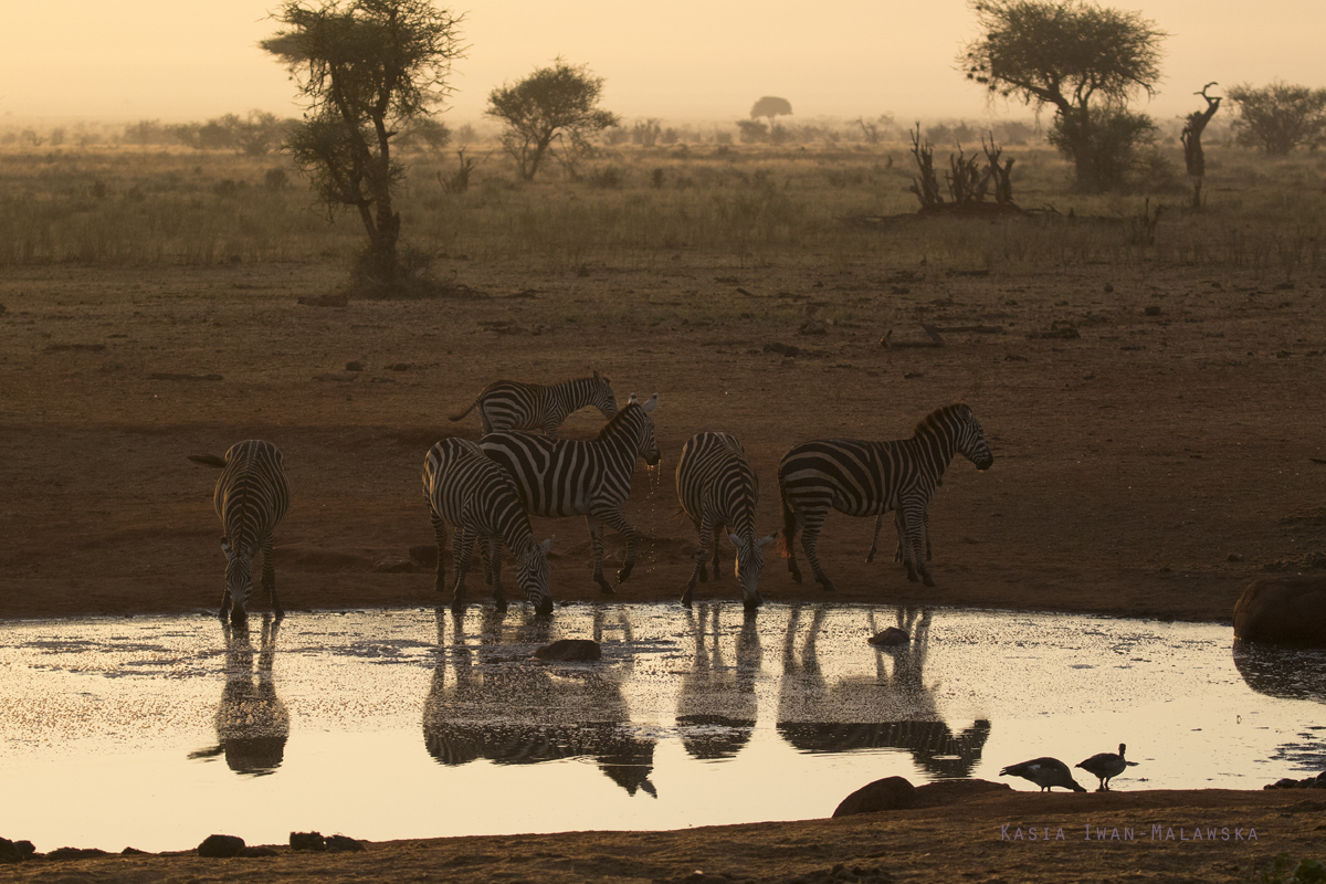 Equus, quagga, Plains, zebra, Africa, Kenya