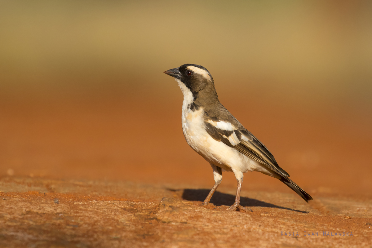 Plocepasser, mahali, White-browed, Sparrow-weaver, Africa, Kenya