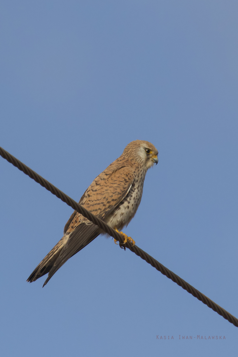 Falco, naumanni, Lesser, kestrel, Africa, Kenya