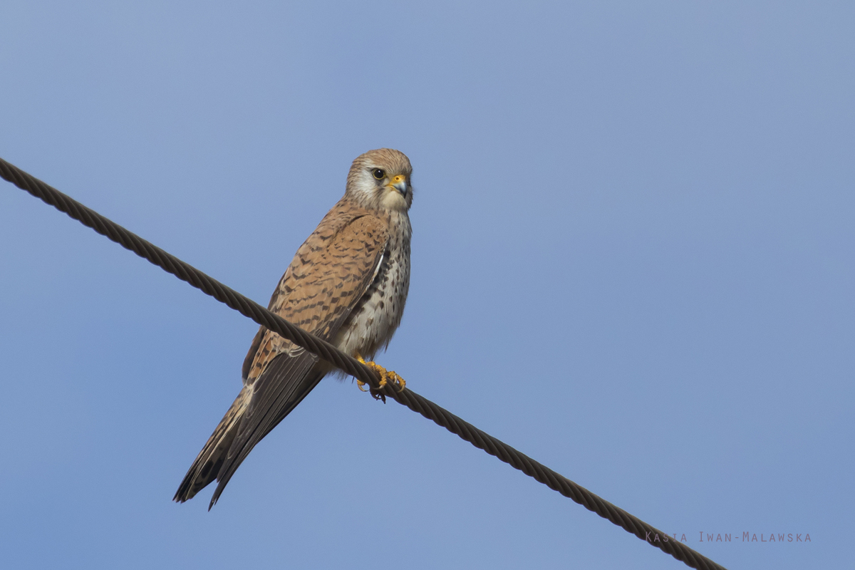 Falco, naumanni, Lesser, kestrel, Africa, Kenya