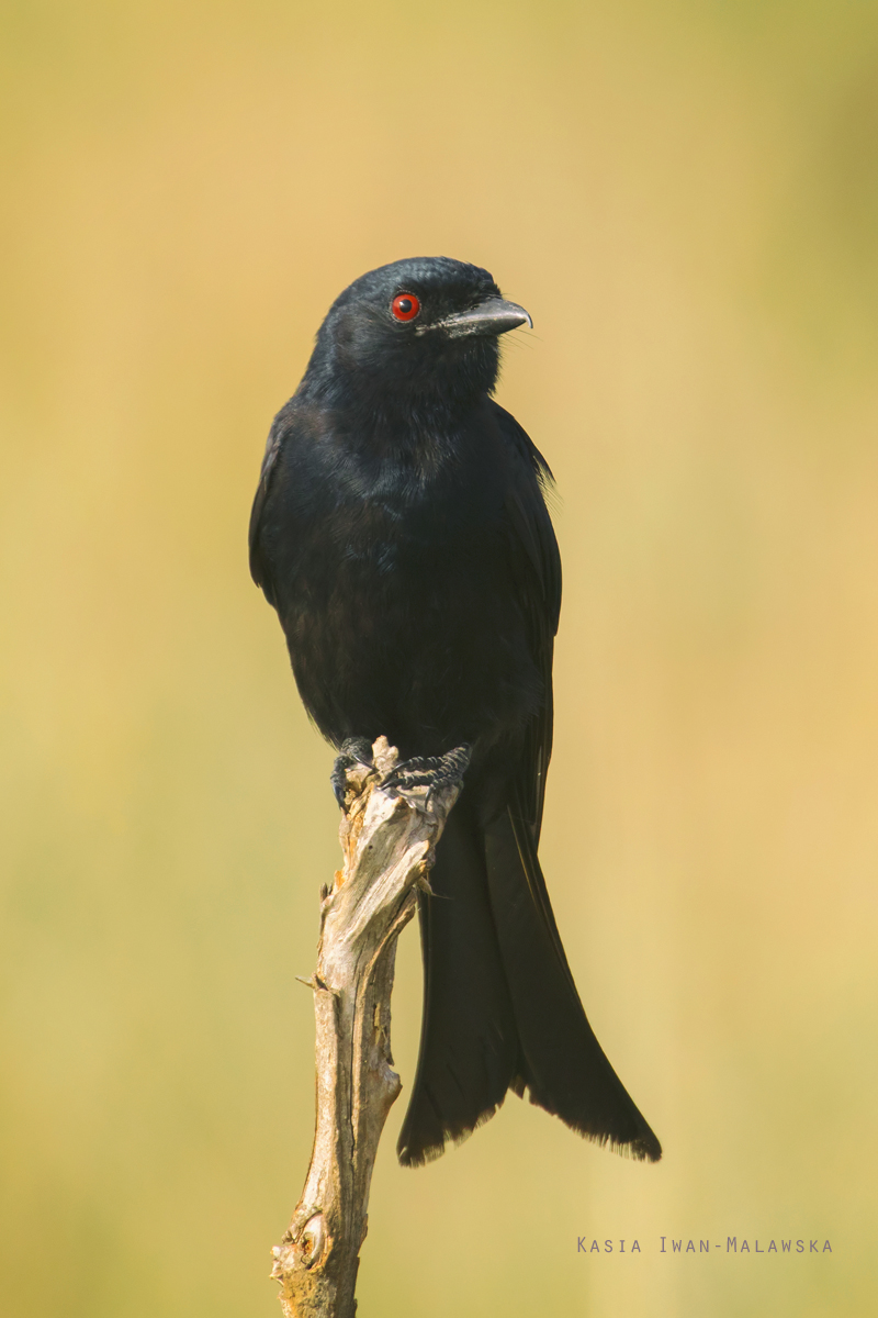 Dicrurus, adsimilis, Common, Drongo, Africa, Kenya