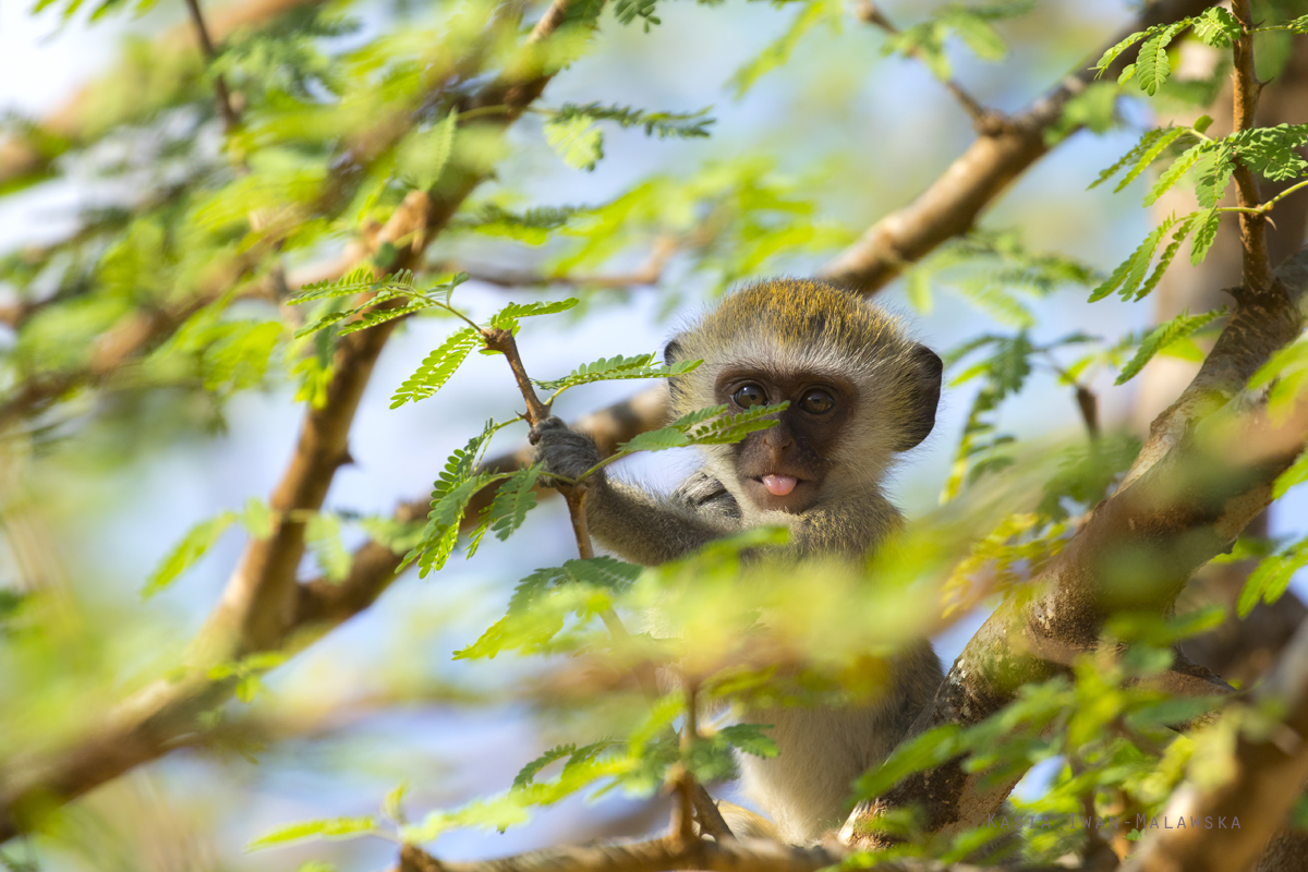 Chlorocebus, pygerythrus, Vervet, monkey, Africa, Kenya