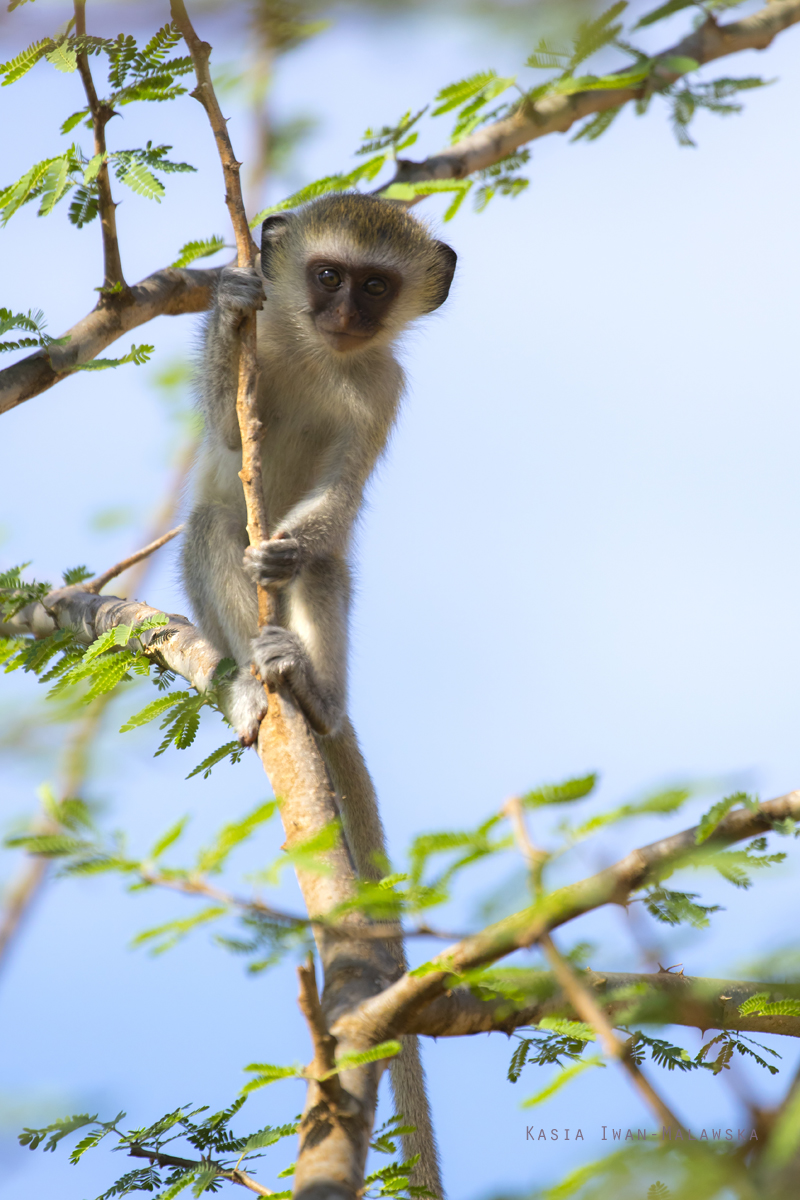 Chlorocebus, pygerythrus, Vervet, monkey, Africa, Kenya