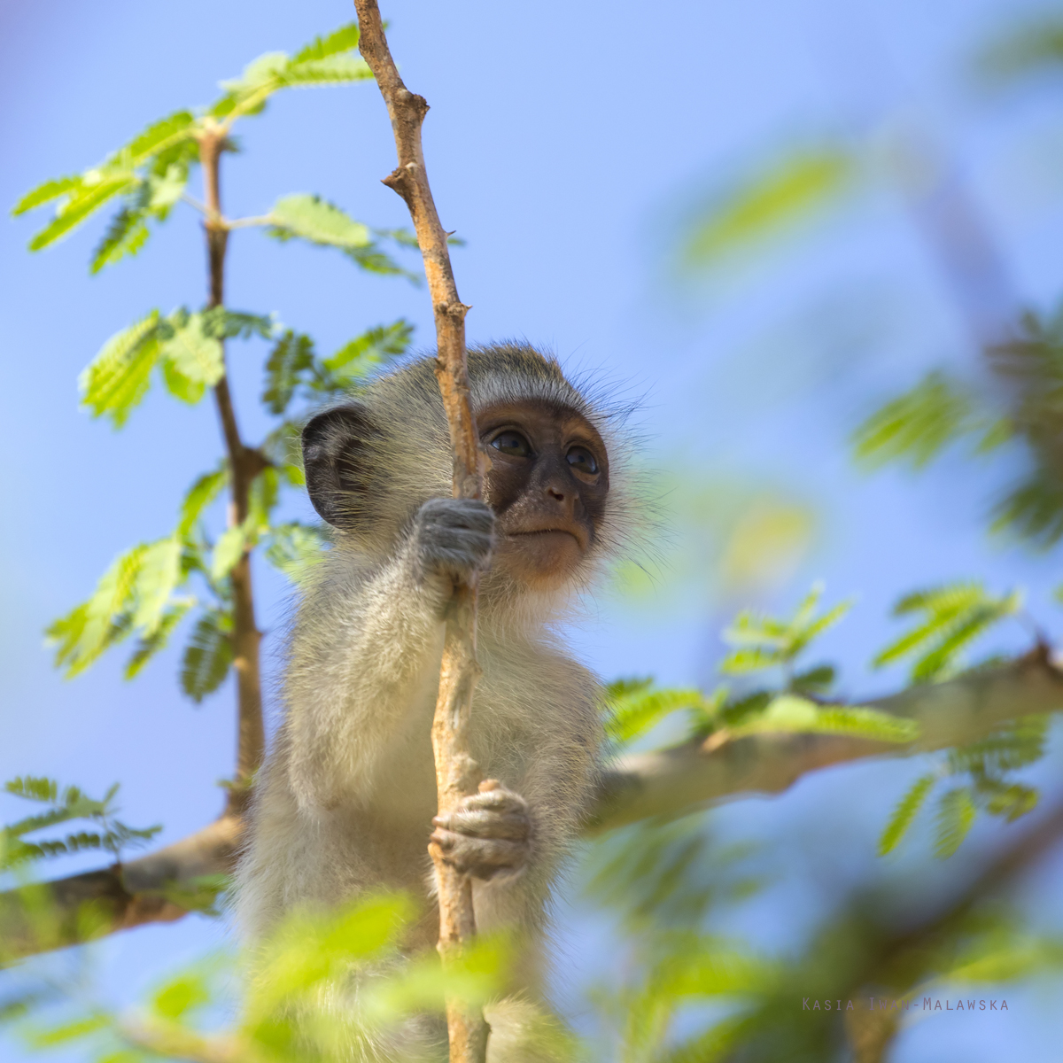 Chlorocebus, pygerythrus, Vervet, monkey, Africa, Kenya