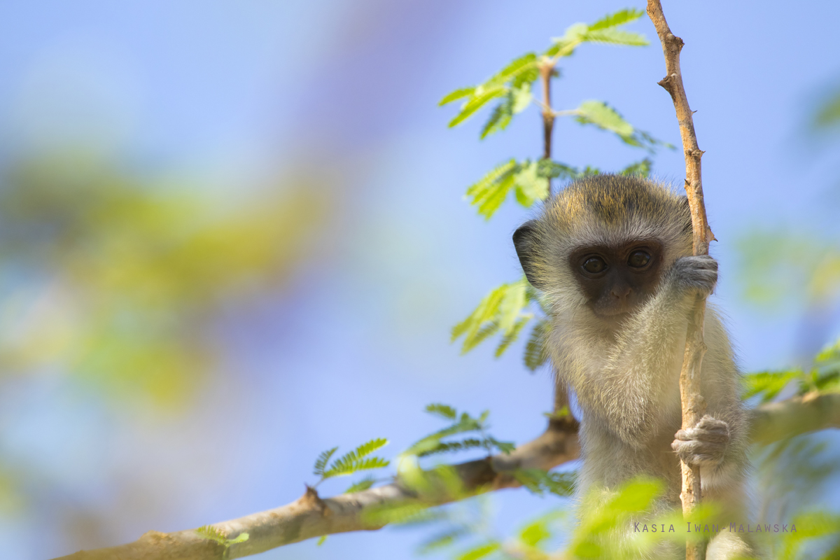 Chlorocebus, pygerythrus, Vervet, monkey, Africa, Kenya