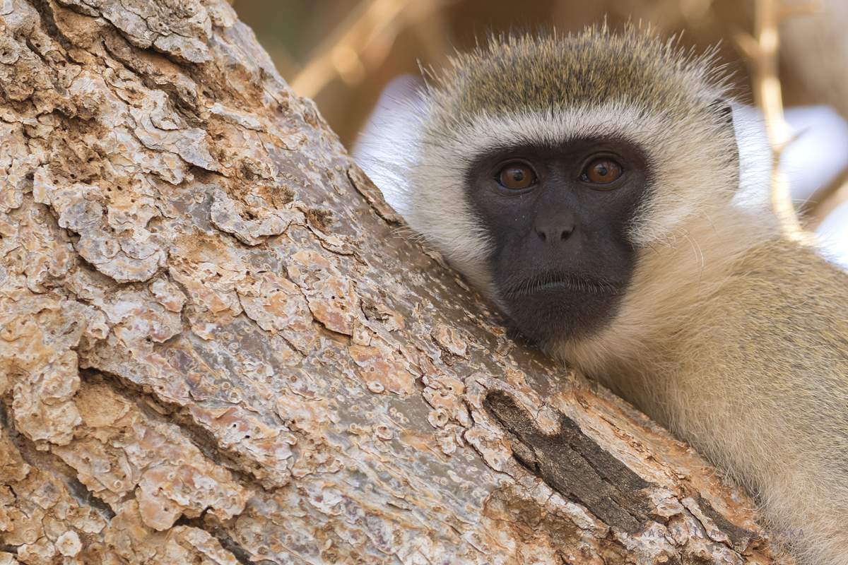 Chlorocebus, pygerythrus, Vervet, monkey, Africa, Kenya