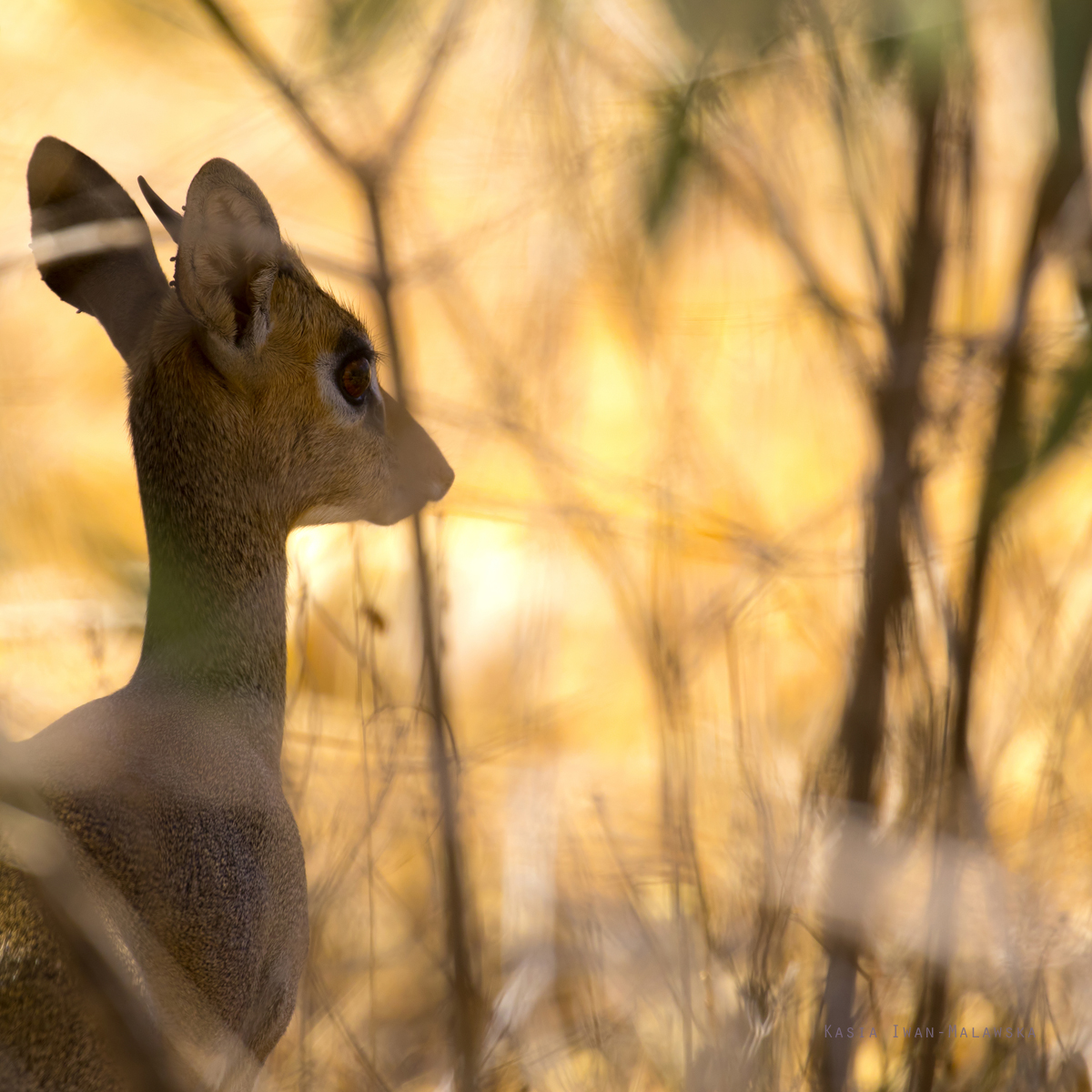 Dikdik, sawannowy, Madoqua, kirkii, Afryka, Kenia, ssaki