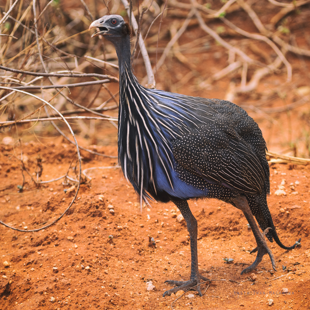 Acryllium, vulturinum, Vulturine, guineafowl, Africa, Kenya